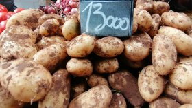 سوق البطاطا نحو الانفراج
