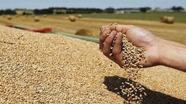 Algeria Buys 105.000 Tons Of Wheat In An International Tender