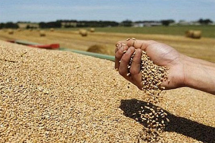 Algeria Buys 105.000 Tons Of Wheat In An International Tender