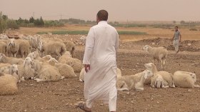 “مهنة الأنبياء”.. كدّ ونشاط رغم مشقة الصوم