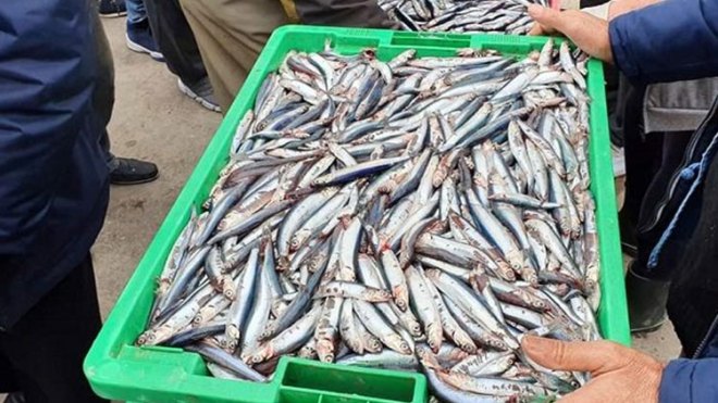 “السردين” يلتحق بالأسماك الممنوعة على الفقراء!