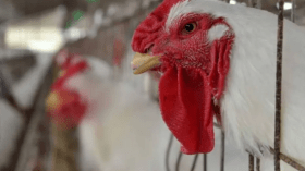 السعودية تحظر استيراد الدواجن والبيض من منطقة بفرنسا