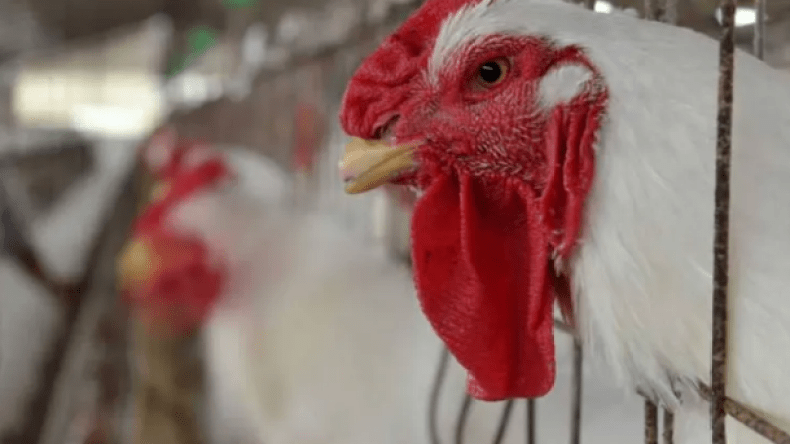 السعودية تحظر استيراد الدواجن والبيض من منطقة بفرنسا