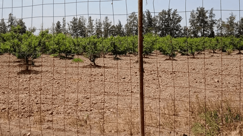 وزارة الفلاحة: تسييج المستثمرات الفلاحية باستعمال الجدران “ممنوع”