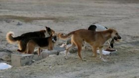 قسنطينة: الكلاب الضالة تهدد سكان جبل الوحش