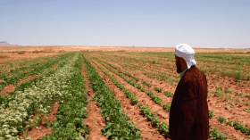 85 ألف هكتار من الأراضي الزراعية للراغبين في الاستثمار بالجنوب