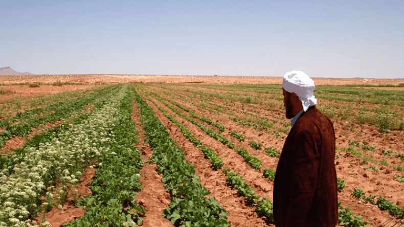 85 ألف هكتار من الأراضي الزراعية للراغبين في الاستثمار بالجنوب