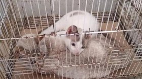 مشاهد صادمة.. قطط داخل أحواض الأسماك وأقفاص العصافير