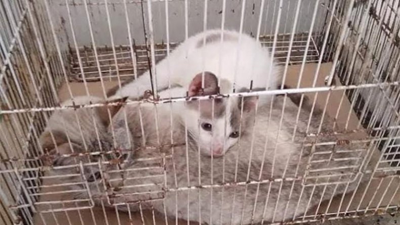 مشاهد صادمة.. قطط داخل أحواض الأسماك وأقفاص العصافير