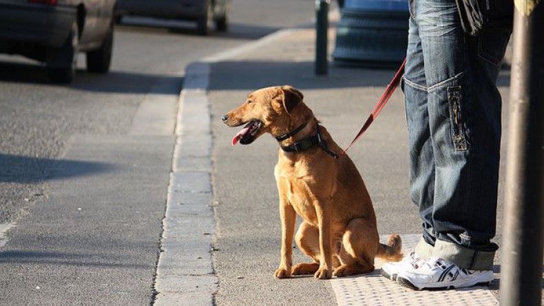 قرار بحظر تجوال الكلاب في هذه الولاية