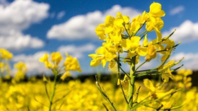 بذور فرنسية مغشوشة ترهن زراعة السلجم بالجزائر