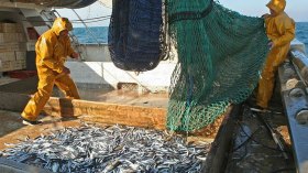 بيع السمك من الصياد إلى المواطن مباشرة بأسعار معقولة