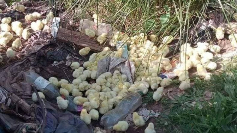 مجهولون يلقون بأعداد كبيرة من الصيصان على الطريق ببومرداس