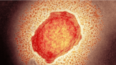 Variole du singe: L’OMS supprime la distinction entre pays endémiques et non endémiques