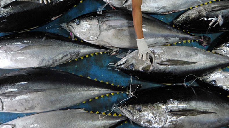 الاستهلاك العشوائي لكبد التونة يُسبّب تسمّمات غذائية
