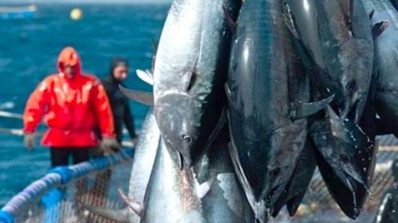 “معارك الديناميت” لصيد التونة تهدد الثروة السمكية