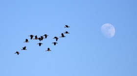 أكثر من 4 آلاف طير مهاجر تصل منطقة الطاسيلي