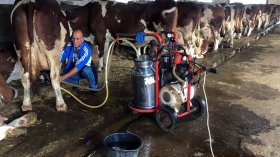 هكذا حقق مستثمر فلاحي الاكتفاء الذاتي للحليب بصحراء الجزائر