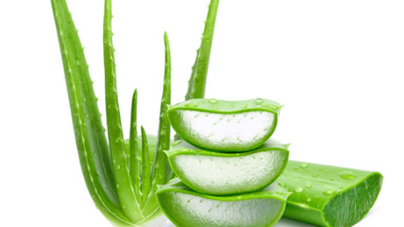 الألويفيرا… النبتة العجيبة التي تتهافت عليها الجزائريات