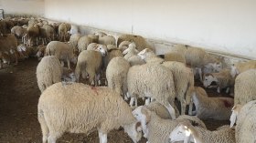 عزوف المربين وغلاء الأعلاف يلهبان أسعار الأضاحي