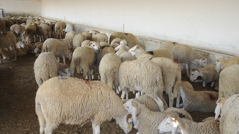 عزوف المربين وغلاء الأعلاف يلهبان أسعار الأضاحي