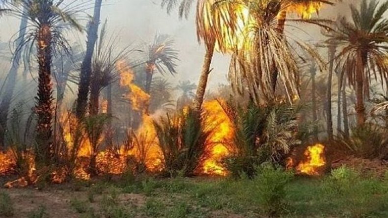 وزارة الداخلية: توقيف شخصين بصدد حرق واحات النخيل بورقلة