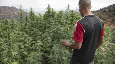 Maroc: vers l’usage a grande échelle du “cannabis”  