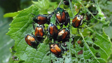 Un insecte japonais, pourrait bientôt ravager la France!