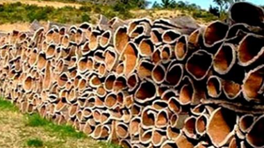 La FAO lance un projet de réhabilitation des forêts de chêne-liège en Algérie