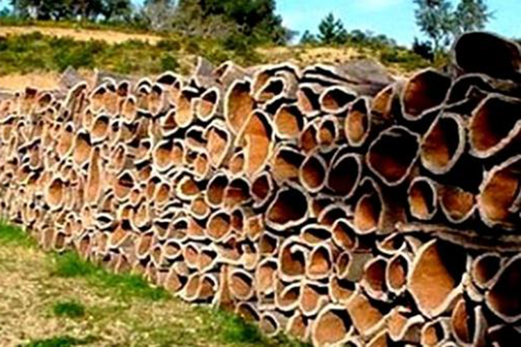 La FAO lance un projet de réhabilitation des forêts de chêne-liège en Algérie