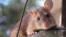 بريطانية تأكل نوعا من القوارض وتبتلعه بالماء