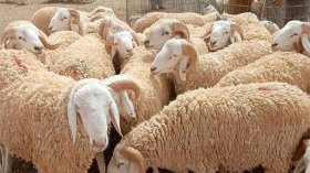 بالفيديو.. مؤسسة “أفيار” تعلن عن اتفاقيات لبيع الأضاحي بالتقسيط