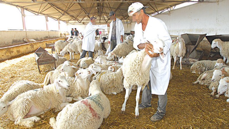 فتح أسواق الرحمة للأضاحي في 20 ولاية!