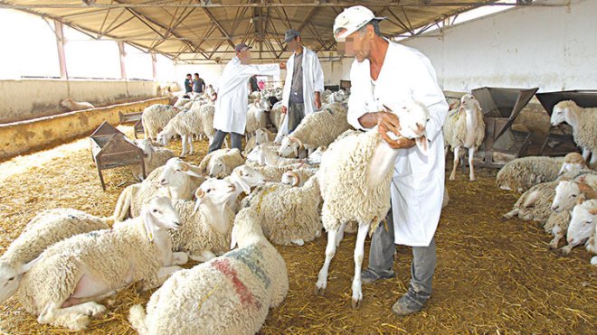 أسعار الأضاحي نحو الارتفاع!