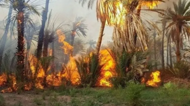 Ouargla: Deux individus interpellés en flagrant délit d’incendier des palmeraies