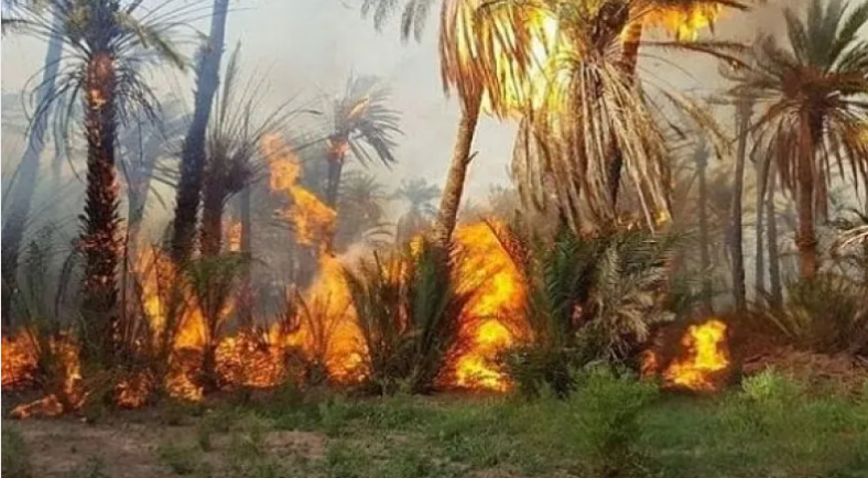 Ouargla: Deux individus interpellés en flagrant délit d’incendier des palmeraies