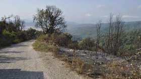 الجيش يتدخل لإخماد الحرائق بغابات سطيف وجيجل