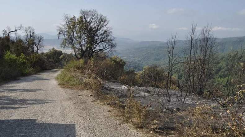 الجيش يتدخل لإخماد الحرائق بغابات سطيف وجيجل