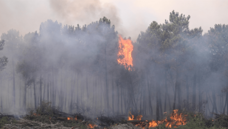 Algerian Firefighting Trucks Arrive In Tunisia To Help Put Out Forest Fires