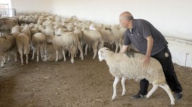 جزائريون يؤجّلون شراء الأضاحي إلى الساعات الأخيرة..