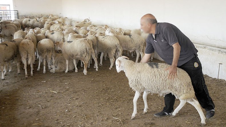 جزائريون يؤجّلون شراء الأضاحي إلى الساعات الأخيرة..