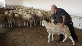 جزائريون غير راضين عن أسعار الأضاحي المدعّمة!