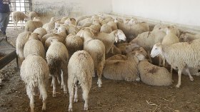 السماسرة يرفعون أسعار الأضاحي بأكثر من مليون سنتيم