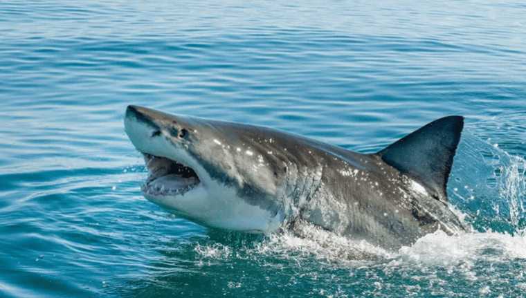 Egypte (vidéo): Deux touristes européennes tuées par un requin