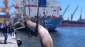 Béjaïa: Une énorme baleine s’échoue sur le port