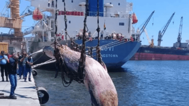Béjaïa: Une énorme baleine s’échoue sur le port