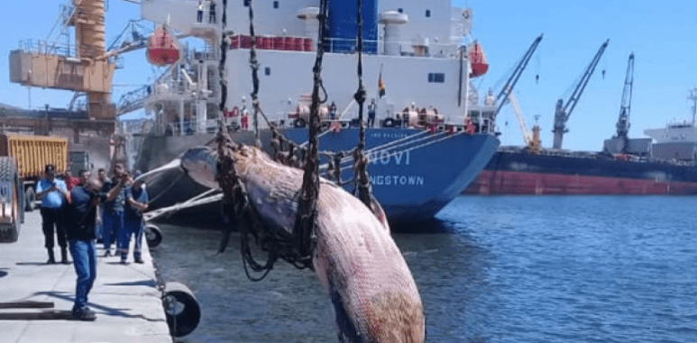 Béjaïa: Une énorme baleine s’échoue sur le port