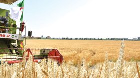 خطوة لوقف “بارونات” القمح