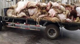 جلود الأضاحي.. استثمار مهدور يبحث عن تثمين