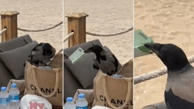 غراب يسرق 100 أورو من نزيلة بمنتجع تركي